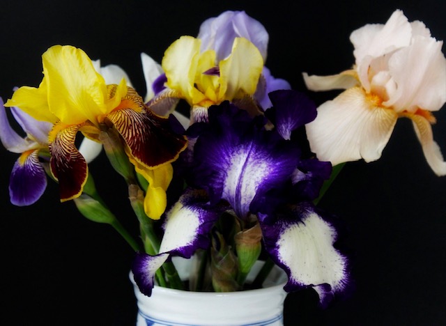 Purple, yellow, and white irises in a vase - Seattle eclectic interior design