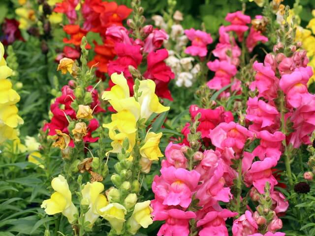 Multicolored snapdragons growing in a field. 