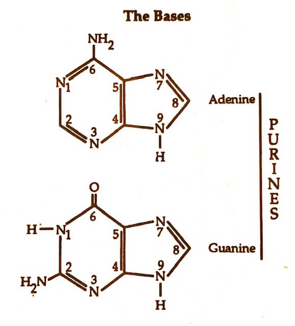 Purine bases are Adenine and Guanine. 