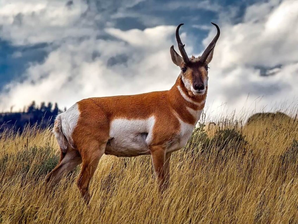 Pronghorn on a grassy hill. 
