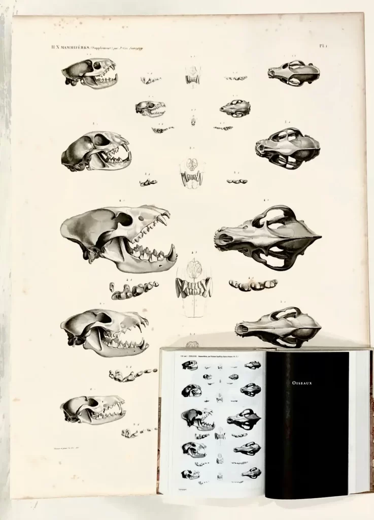 Description de L'Egypte book plate - Mammal Skulls. 