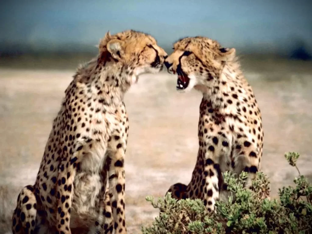 A pair of cheetahs nuzzling. 