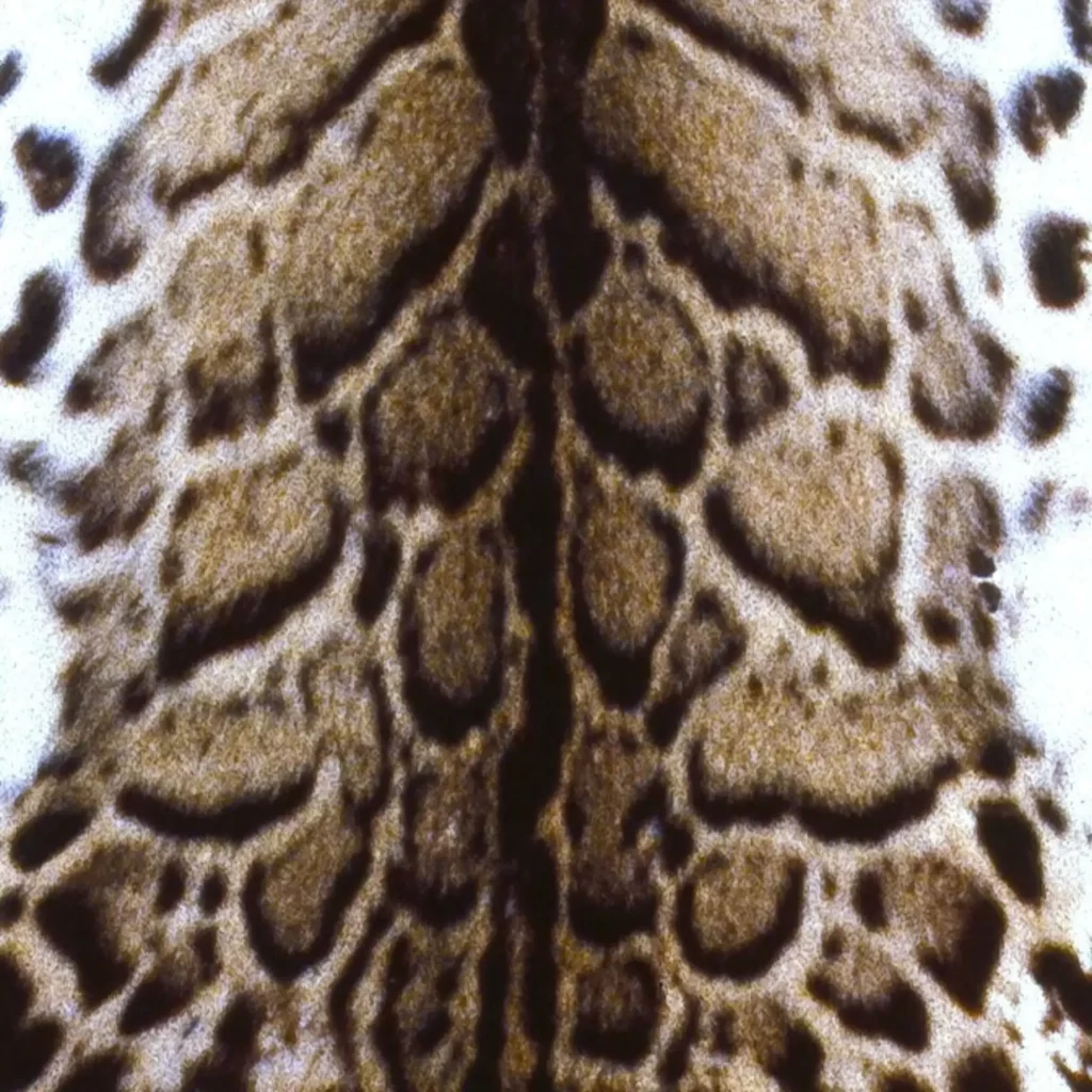 The rosettes (spots) of the Clouded Leopard of Southeast Asia.