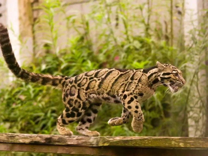 A clouded leopard galloping at the zoo.