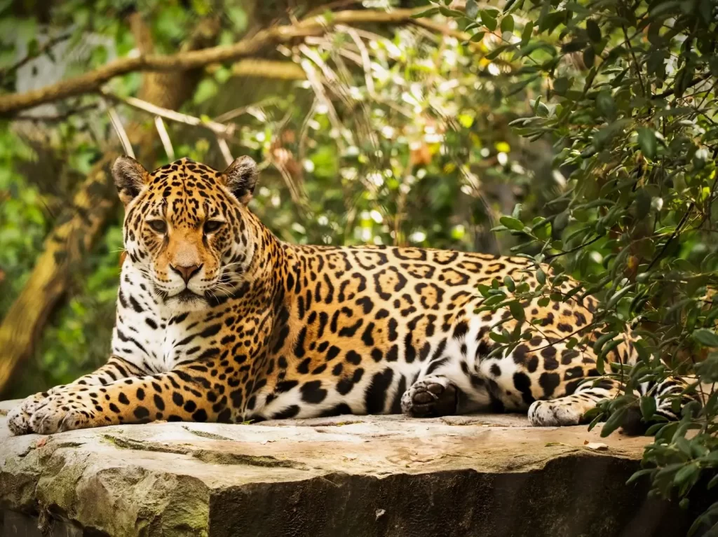 A jaguar rests on a rock.
