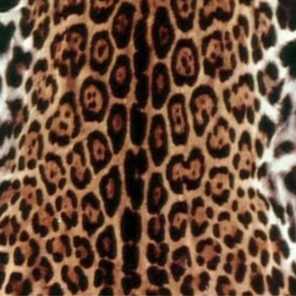 The coat pattern of a jaguar skin.