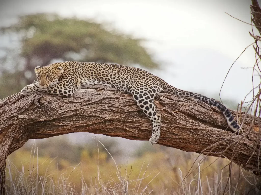 An African leopard rests on the trunk of a fallen tree.