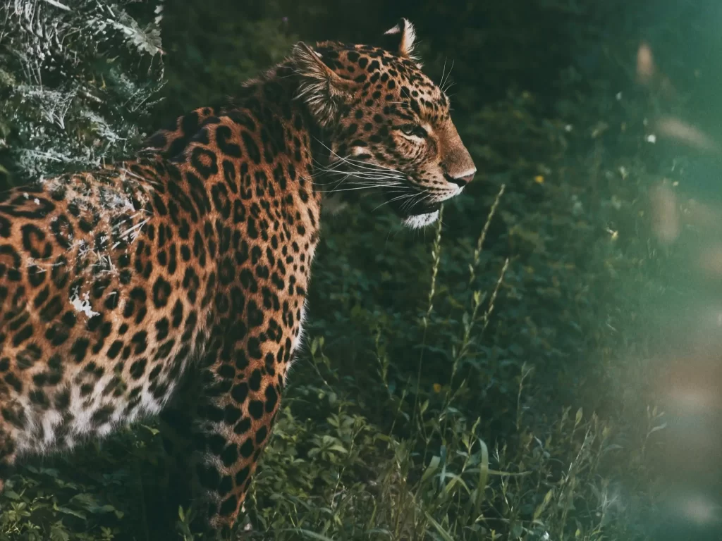 A leopard stalks through the green grass.