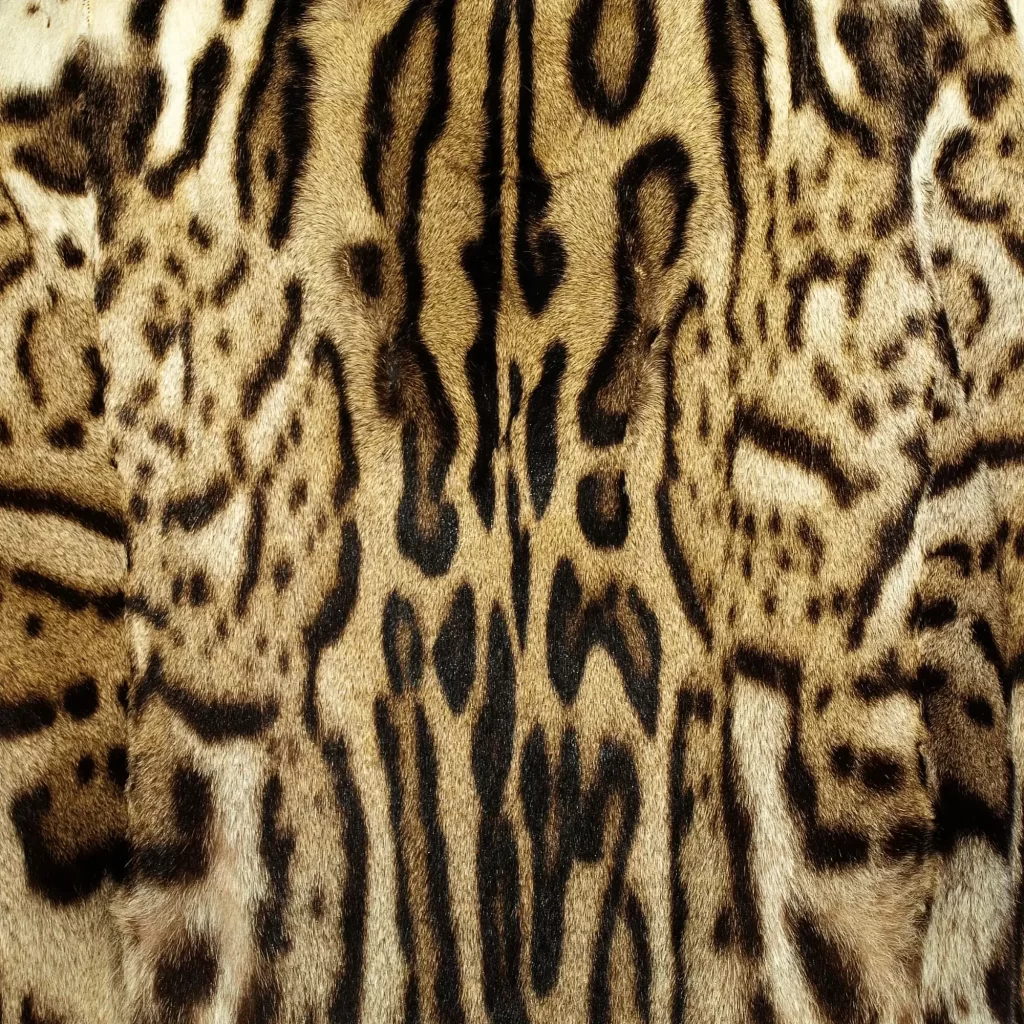 Ocelot coat pattern spots.