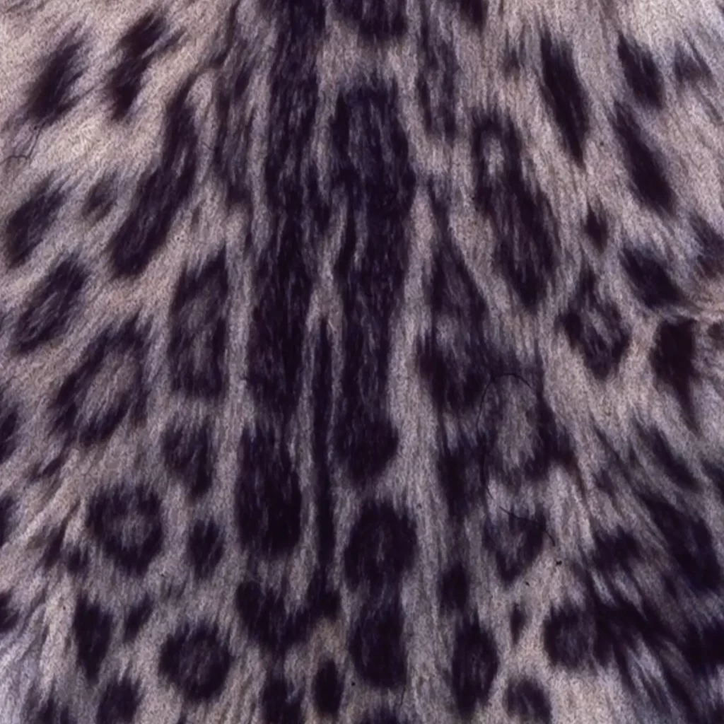 Spot of the snow leopard's coat